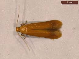 Attēlu rezultāti vaicājumam “Tischeria ekebladella”