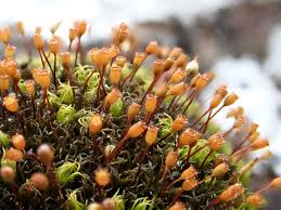 Attēlu rezultāti vaicājumam “Didymium aggregatum macro”