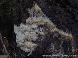 Attēlu rezultāti vaicājumam “Antrodia albida”