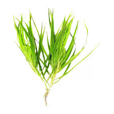 「水蘭」的圖片搜尋結果