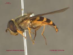 Attēlu rezultāti vaicājumam “Syrphus sp. imago”