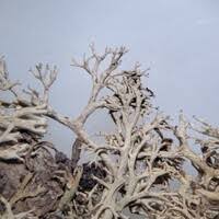 Attēlu rezultāti vaicājumam “Cladonia mitis”