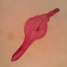 Image result for Platycephalus richardsoni