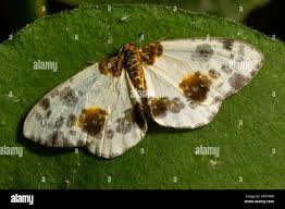 Attēlu rezultāti vaicājumam “Abraxas sylvata imago”