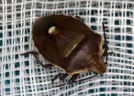 Attēlu rezultāti vaicājumam “Chlorochroa pinicola”