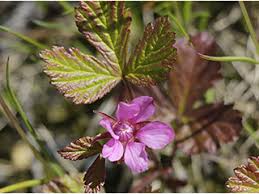 Attēlu rezultāti vaicājumam “Rubus arcticus”