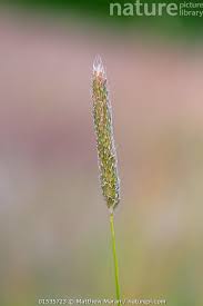 Attēlu rezultāti vaicājumam “Alopecurus pratensis”