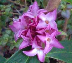 Attēlu rezultāti vaicājumam “Rhododendron sichotense flower”
