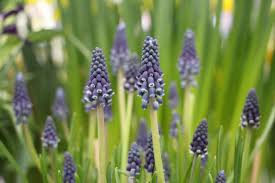 Attēlu rezultāti vaicājumam “Muscari neglectum”