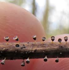 Attēlu rezultāti vaicājumam “Craterium aureonucleatum young”