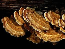 Attēlu rezultāti vaicājumam “Stereum hirsutum”