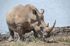 Image result for Rhyl Rhinos