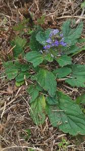 Attēlu rezultāti vaicājumam “Ajuga pyramidalis leaf”