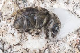 Attēlu rezultāti vaicājumam “Anthribus nebulosus”