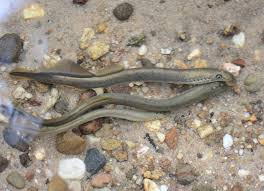 Attēlu rezultāti vaicājumam “Lampetra planeri”