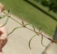 Attēlu rezultāti vaicājumam “Spergularia marina leaf”