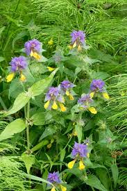 Attēlu rezultāti vaicājumam “Melampyrum nemorosum flower”