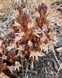 Attēlu rezultāti vaicājumam “Orobanchaceae”