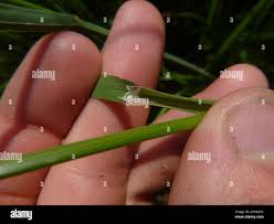Attēlu rezultāti vaicājumam “Glyceria fluitans leaf”