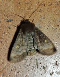 Attēlu rezultāti vaicājumam “Eupsilia transversa”