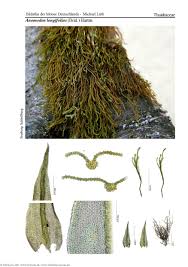 Attēlu rezultāti vaicājumam “Anomodon longifolius”