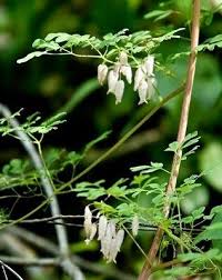 Image result for Adlumia cirrhosa