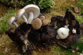 Attēlu rezultāti vaicājumam “Asterophora lycoperdoides”