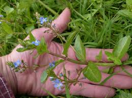 Attēlu rezultāti vaicājumam “Veronica beccabunga bud”