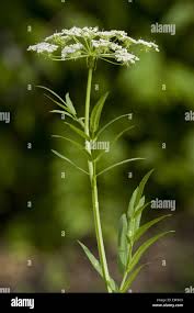 Attēlu rezultāti vaicājumam “Sium latifolium”