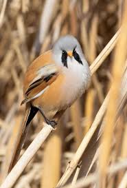 Attēlu rezultāti vaicājumam “Panurus biarmicus”