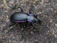 Attēlu rezultāti vaicājumam “Carabus violaceus”