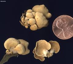 Attēlu rezultāti vaicājumam “Panellus stipticus”