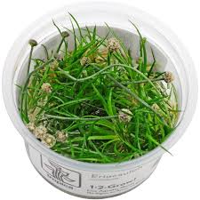 Attēlu rezultāti vaicājumam “Diderma cinereum”