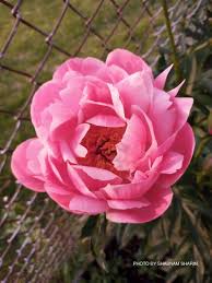 Attēlu rezultāti vaicājumam “Paeonia lactiflora flower”