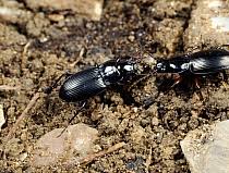 Attēlu rezultāti vaicājumam “Pterostichus melanarius”