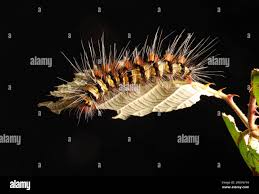 Attēlu rezultāti vaicājumam “Spilosoma sp.”