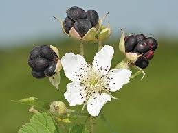 Attēlu rezultāti vaicājumam “Rubus caesius flower”