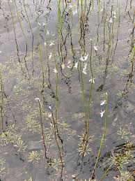 Attēlu rezultāti vaicājumam “Lobelia dortmanna”