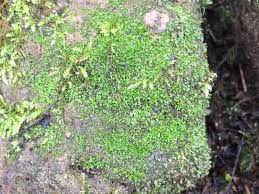 Attēlu rezultāti vaicājumam “Tortula subulata”