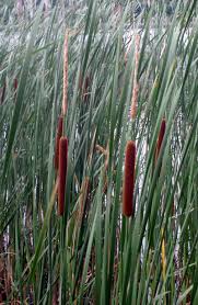 Attēlu rezultāti vaicājumam “Typha angustifolia”
