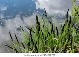 Attēlu rezultāti vaicājumam “Carex acuta leaf”