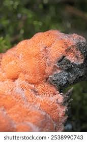 Attēlu rezultāti vaicājumam “Rhodonia placenta”