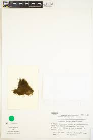 Attēlu rezultāti vaicājumam “Didymodon fallax var. brevifolius”