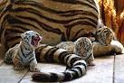 Siberian tiger cubs raised in captivity - Siberian Tiger ...