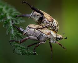 Attēlu rezultāti vaicājumam “Hoplia graminicola”
