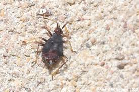 Attēlu rezultāti vaicājumam “Deraeocoris ruber imago”