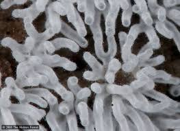 Attēlu rezultāti vaicājumam “Ceratiomyxa fruticulosa spores”