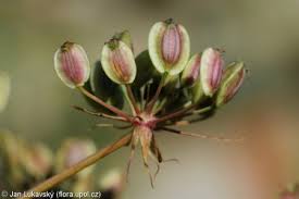 Attēlu rezultāti vaicājumam “Peucedanum palustre leaf”