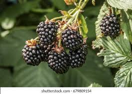 Attēlu rezultāti vaicājumam “Rubus nessensis fruit”