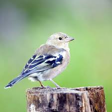 Attēlu rezultāti vaicājumam “Fringilla coelebs”